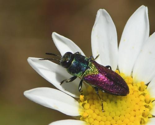 Anthaxia scutellaris